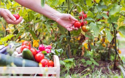 Campesinos y comida sana